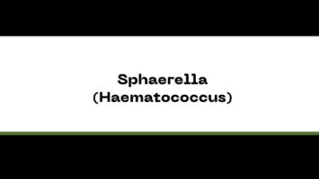 Sphaerella (Haematococcus)