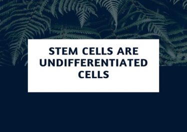 Stem Cells are Undifferentiated Cells